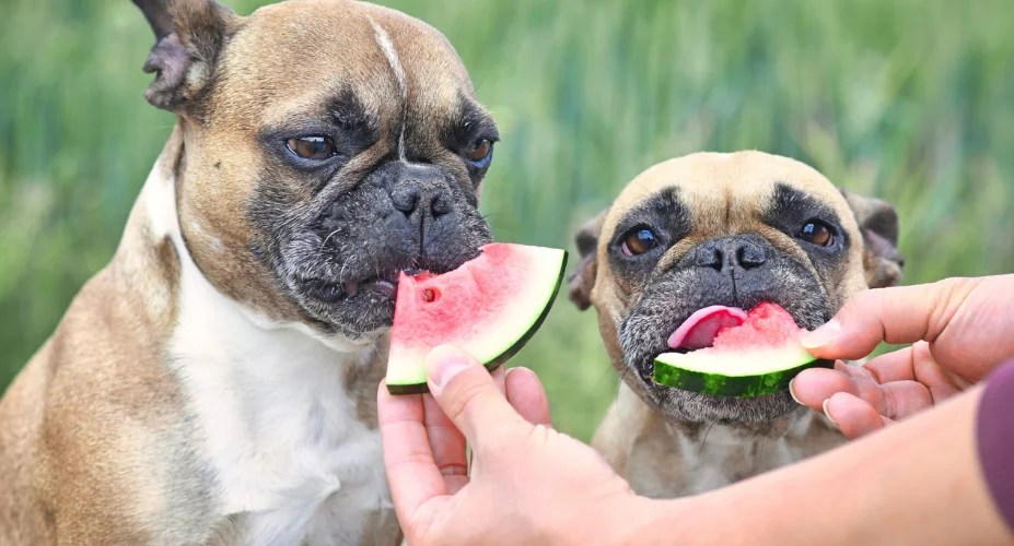 Is eating watermelon good for Dogs? Guide For This Treat